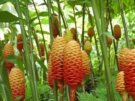 This is what a ginger plant looks like